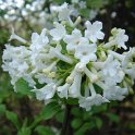 Viburnum farreri 'Alba'